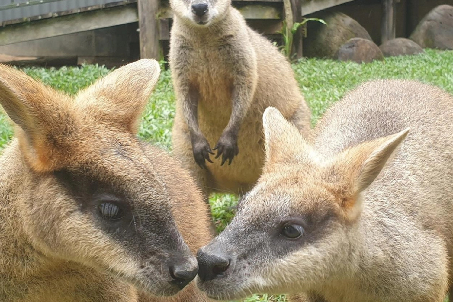 KKG 4 Kuranda Koala Gardens, Cairns - Wallabies resting peacefully in the natural surroundings of the park.