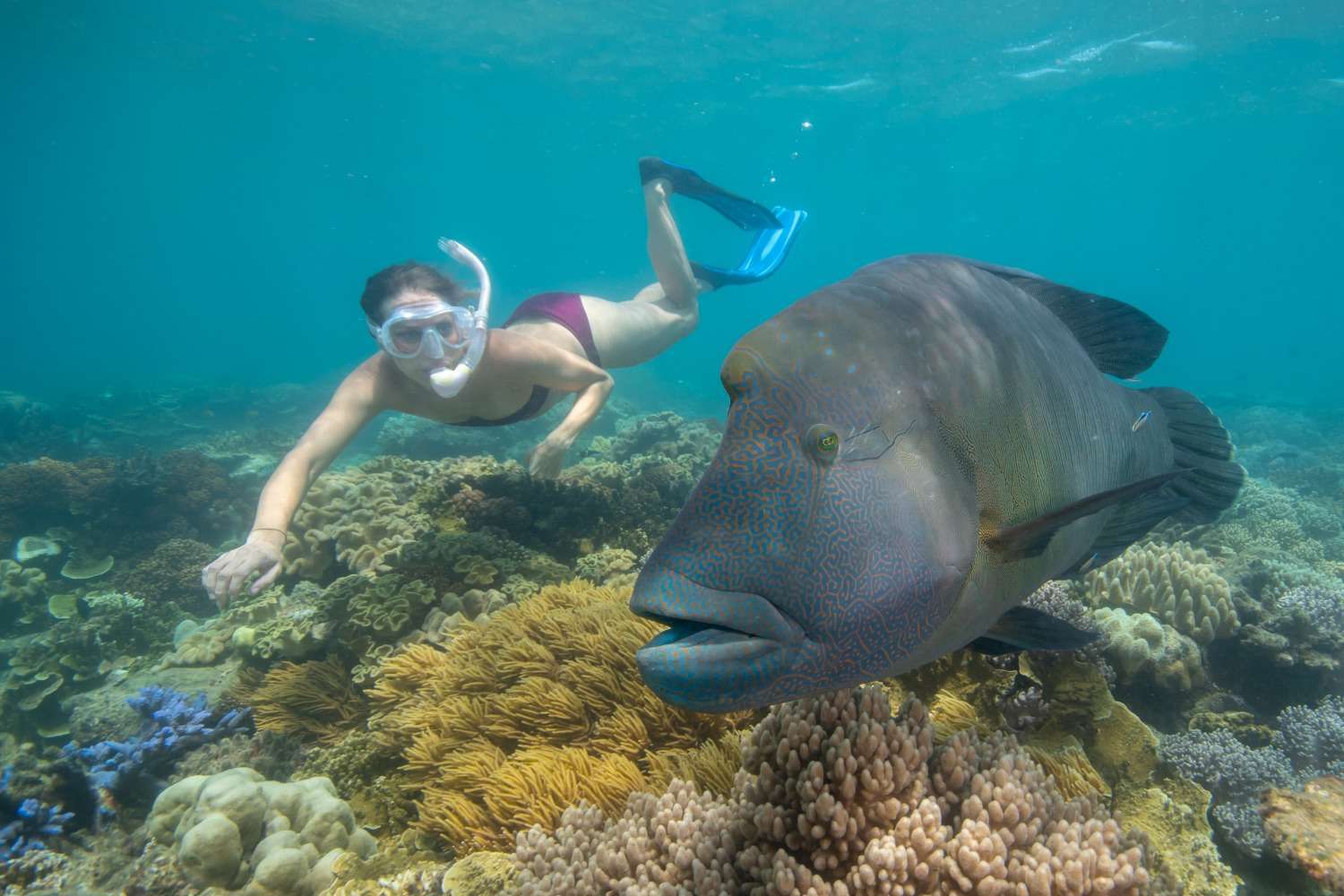 SnorkelMaoriWrasse